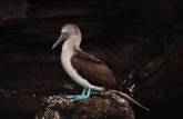 O famoso blue footed boobie, um dos símpolos de Galápagos, em Rocca Redonda, na Isla Isabel